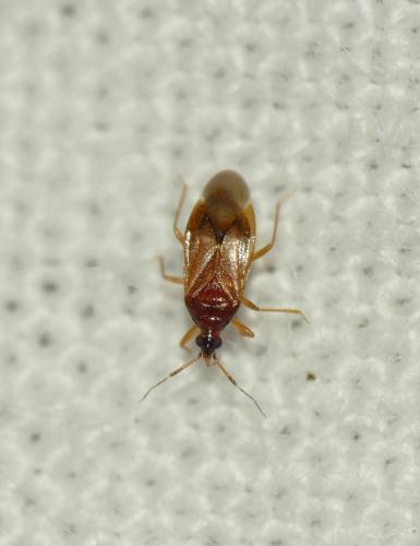 Réf. 265 107 : Amphiareus obscuriceps
